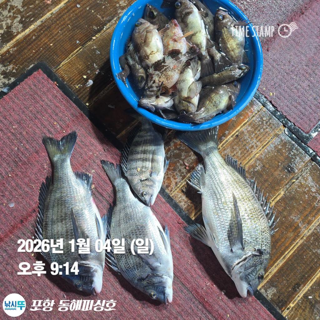 낚시뚜,감성돔,포항(운하관),포항 동해피싱호,낚시뚜7