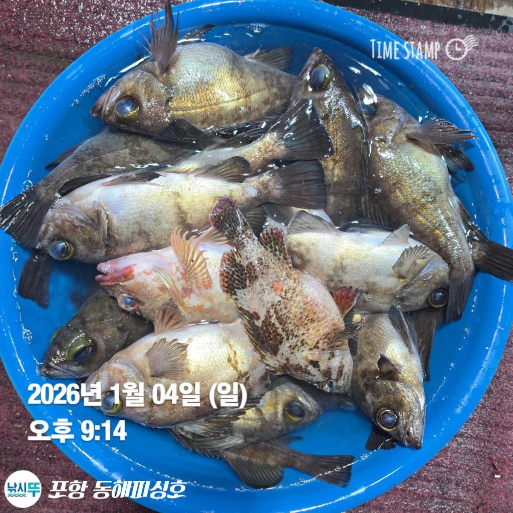 낚시뚜,감성돔,포항(운하관),포항 동해피싱호,낚시뚜6