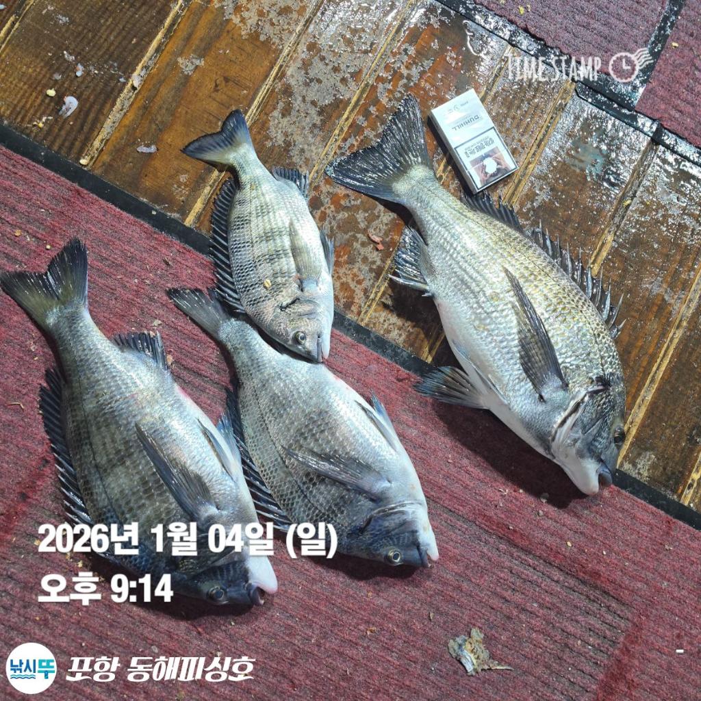 낚시뚜,감성돔,포항(운하관),포항 동해피싱호,낚시뚜5