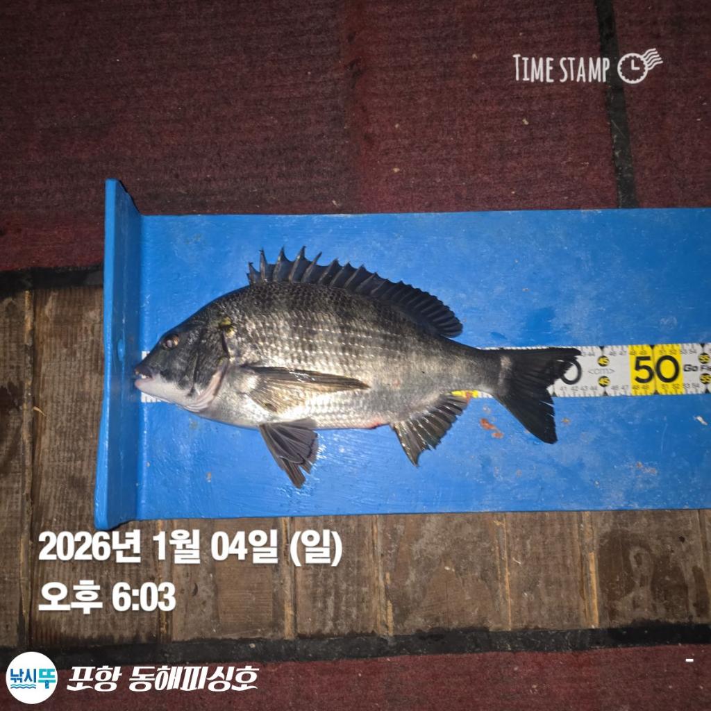 낚시뚜,감성돔,포항(운하관),포항 동해피싱호,낚시뚜3