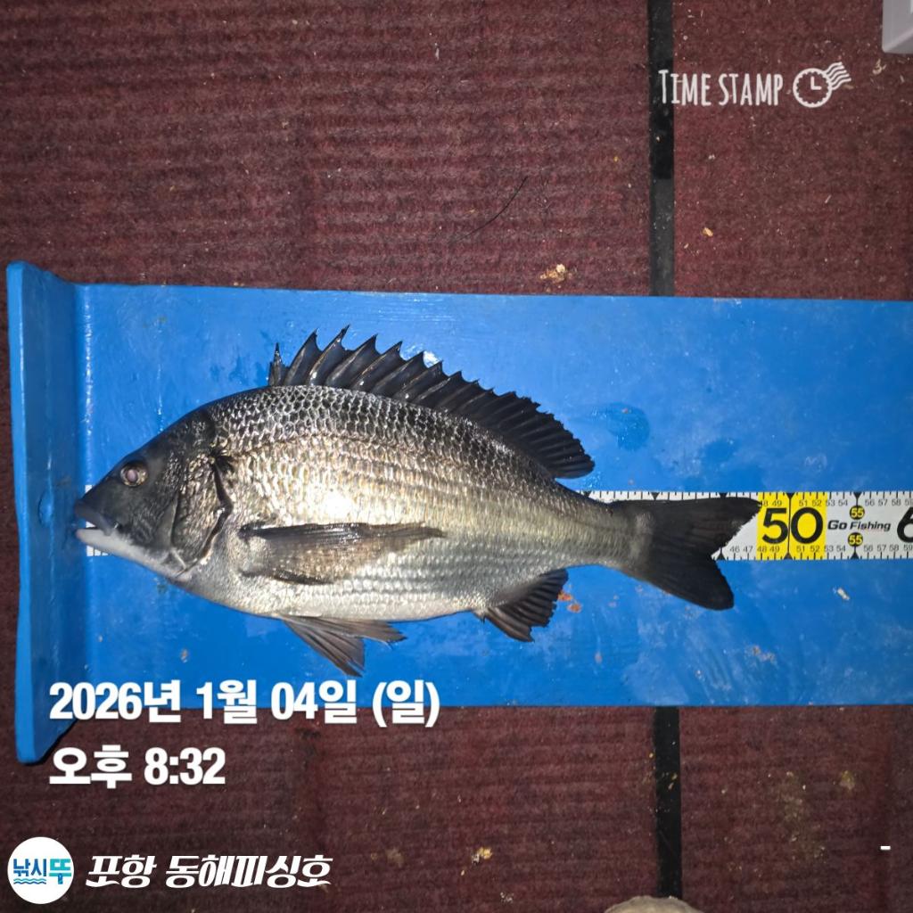 낚시뚜,감성돔,포항(운하관),포항 동해피싱호,낚시뚜1