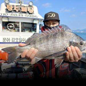 조황, 실전낚시 1월4일 몸짱 힘짱 감성돔을 대상으로 다녀왔습니다 
