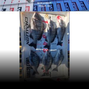 조황, ((풍화리)) 57.52 5짜4짜 감성돔