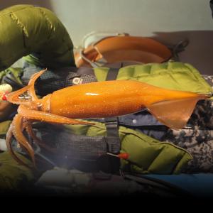 조황, 대방큰왕오징어먹폭탄~목요일 예약가능합니다