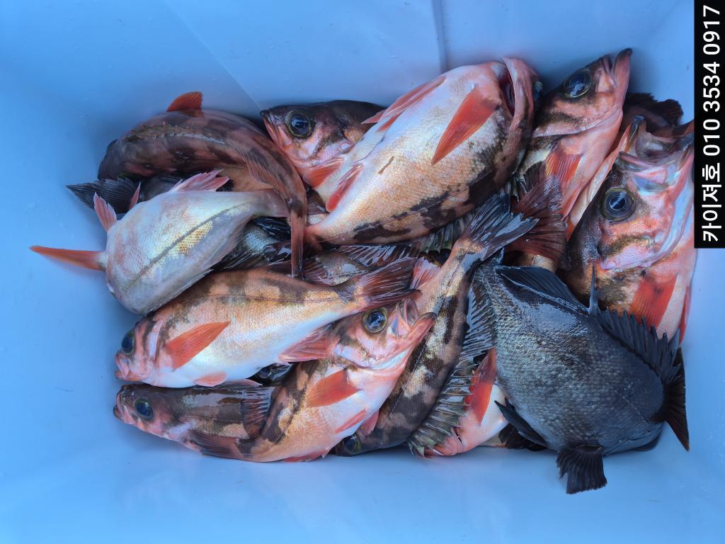 낚시뚜,기타 (직접입력),영일만항,포항카이져호,낚시뚜0