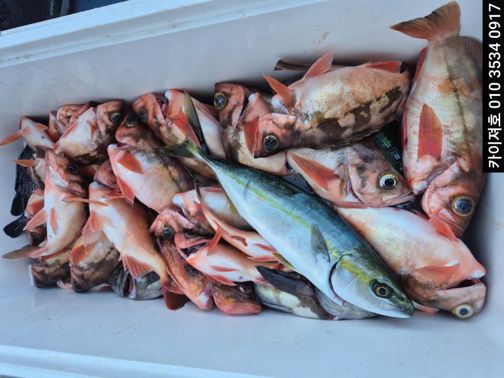 낚시뚜,기타 (직접입력),영일만항,포항카이져호,낚시뚜1