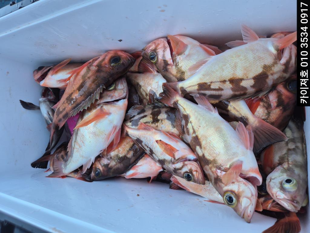 낚시뚜,기타 (직접입력),영일만항,포항카이져호,낚시뚜2