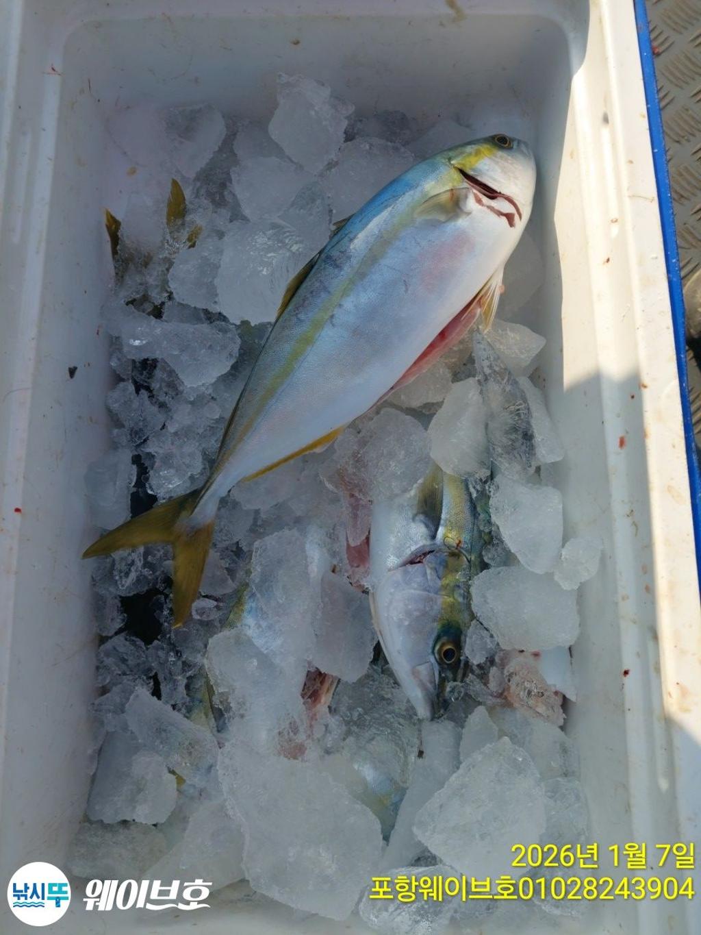 낚시뚜,방어,삼치,구룡포항,뉴웨이브호,낚시뚜15