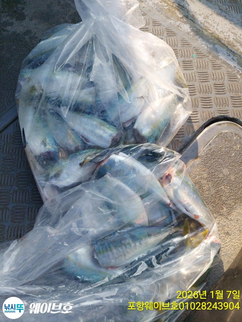 낚시뚜,방어,삼치,구룡포항,뉴웨이브호,낚시뚜14