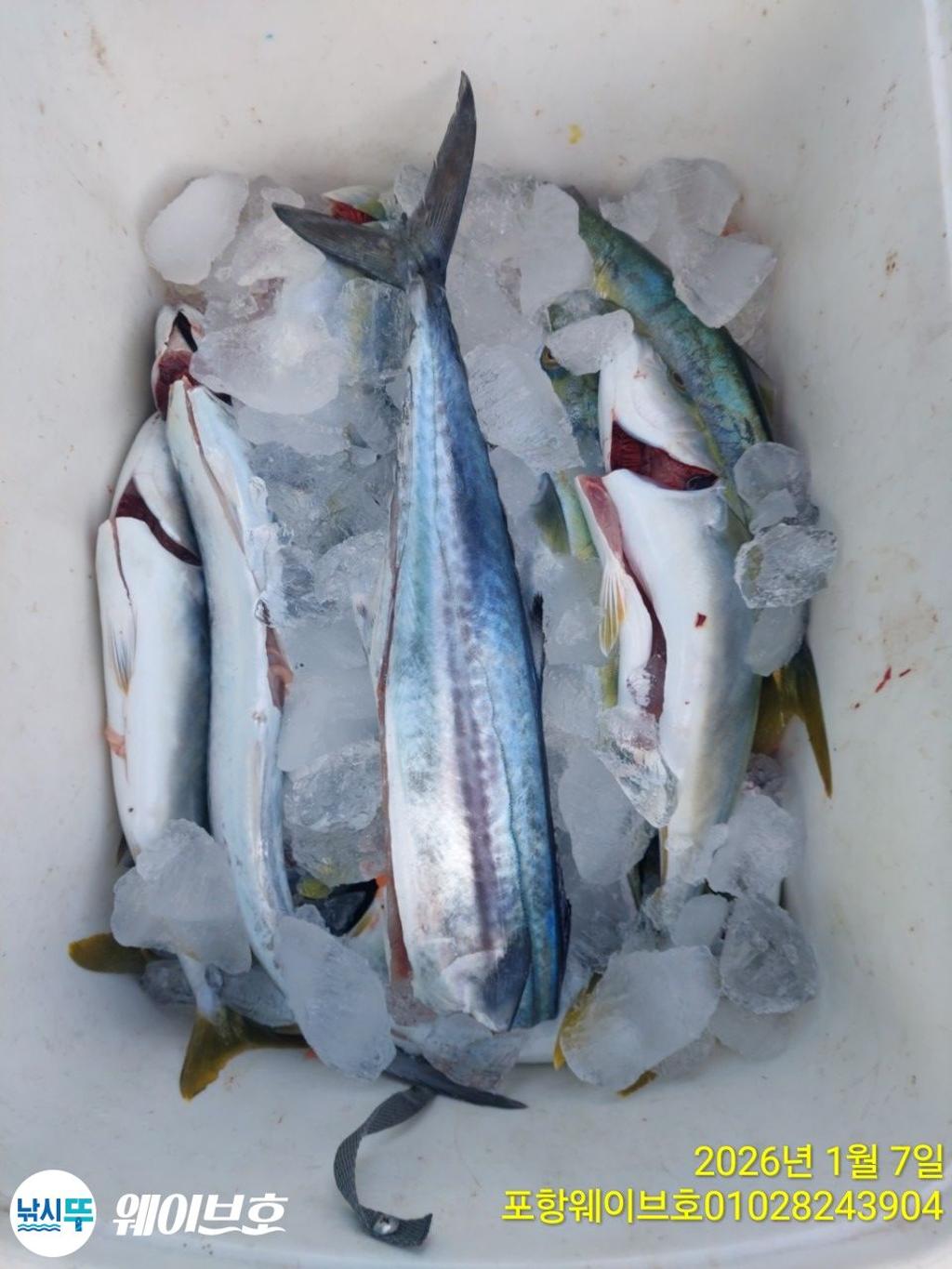 낚시뚜,방어,삼치,구룡포항,뉴웨이브호,낚시뚜13