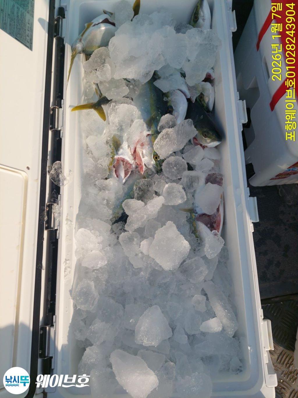 낚시뚜,방어,삼치,구룡포항,뉴웨이브호,낚시뚜12