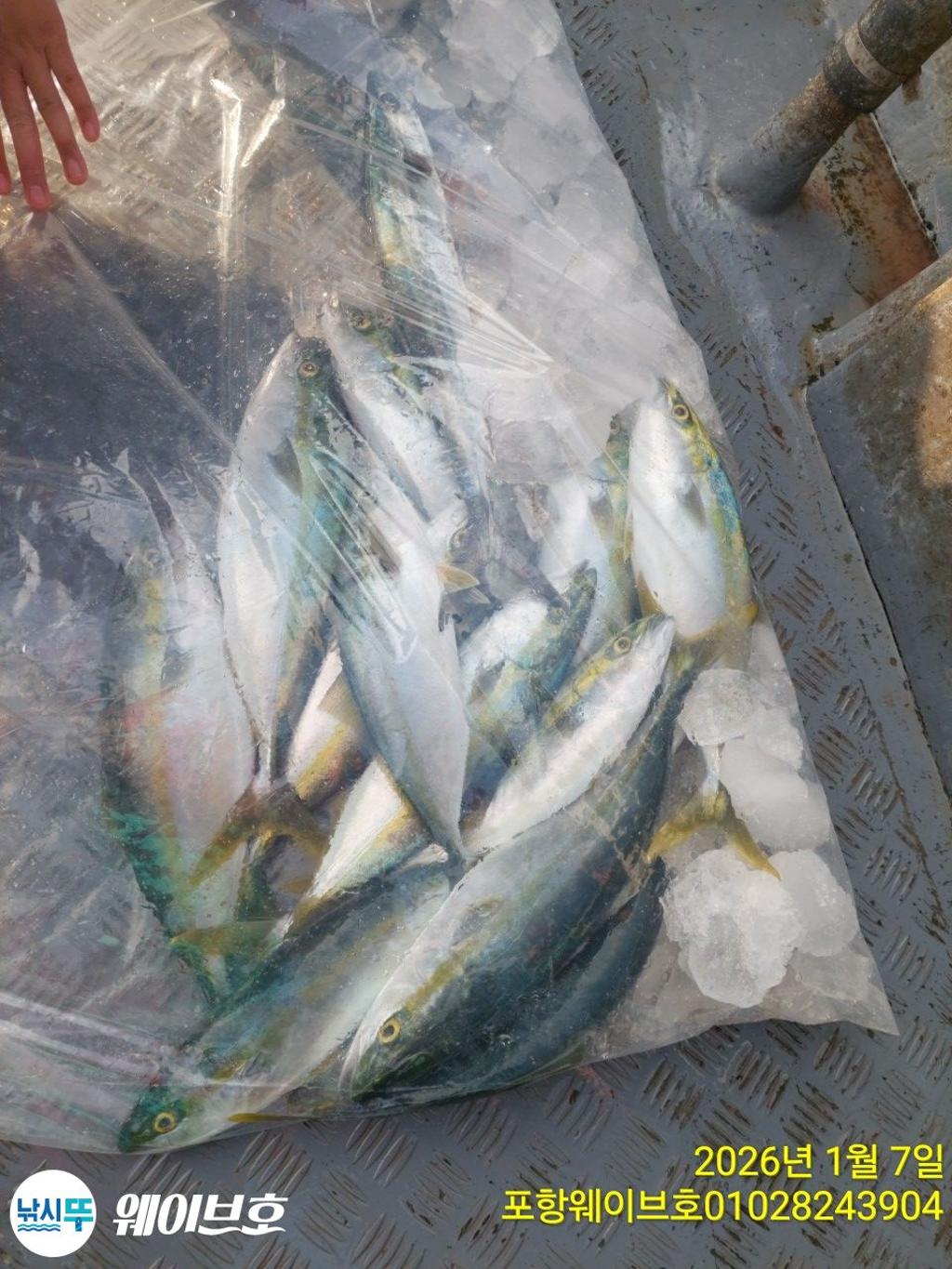 낚시뚜,방어,삼치,구룡포항,뉴웨이브호,낚시뚜11