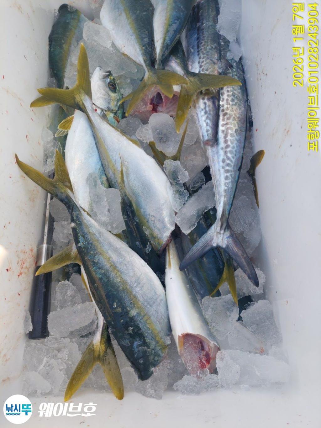 낚시뚜,방어,삼치,구룡포항,뉴웨이브호,낚시뚜10