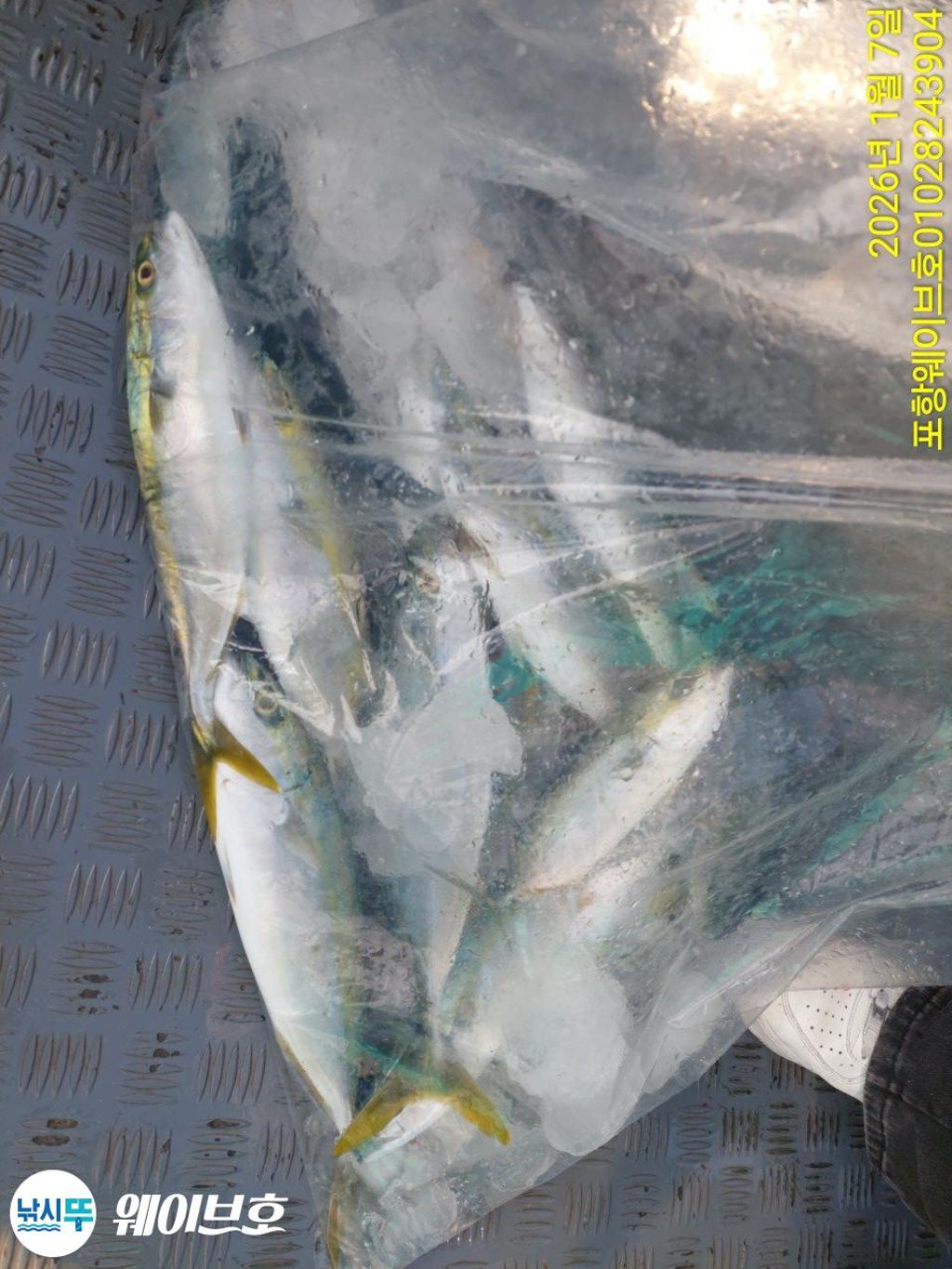 낚시뚜,방어,삼치,구룡포항,뉴웨이브호,낚시뚜9