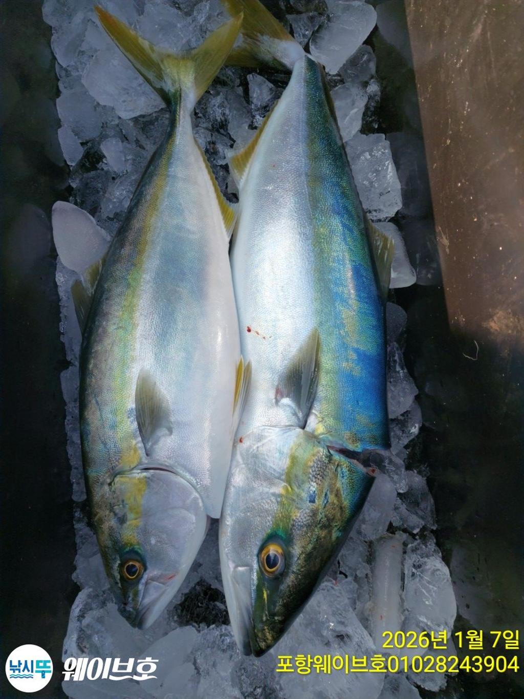 낚시뚜,방어,삼치,구룡포항,뉴웨이브호,낚시뚜8