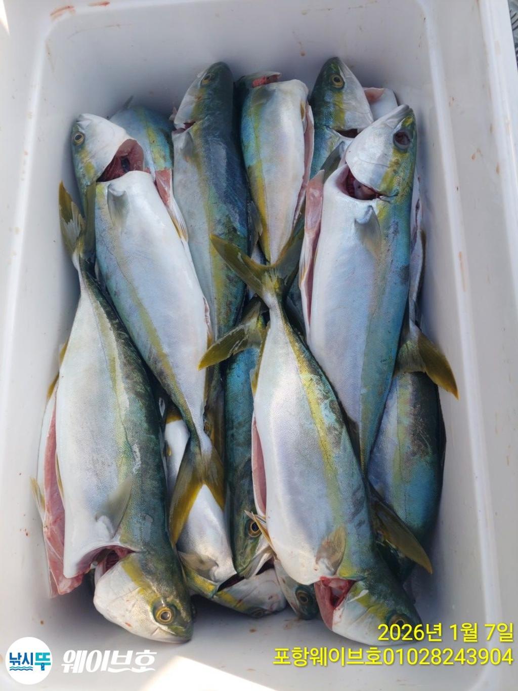 낚시뚜,방어,삼치,구룡포항,뉴웨이브호,낚시뚜7