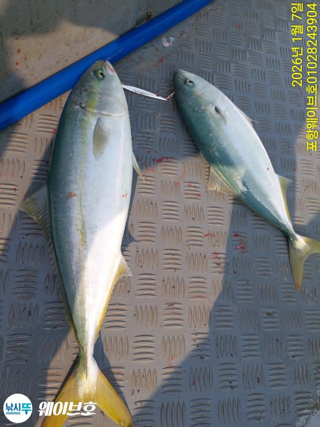 낚시뚜,방어,삼치,구룡포항,뉴웨이브호,낚시뚜0