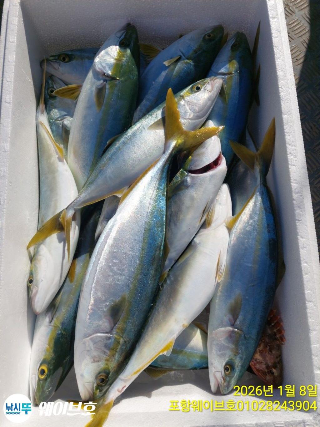 낚시뚜,방어,삼치,구룡포항,뉴웨이브호,낚시뚜5