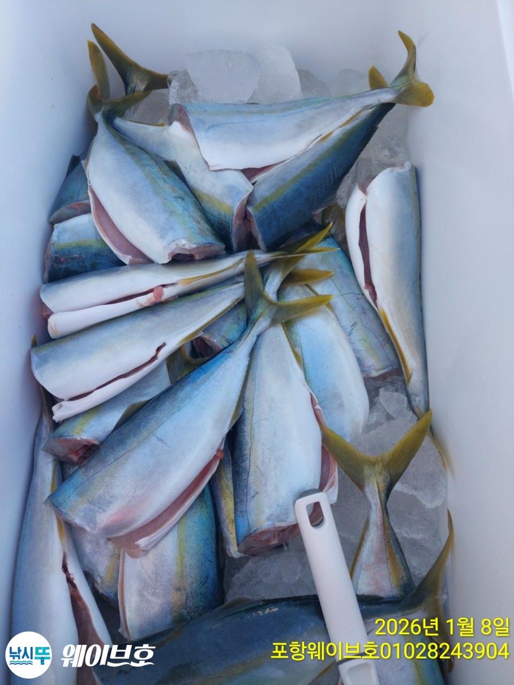 낚시뚜,방어,삼치,구룡포항,뉴웨이브호,낚시뚜4