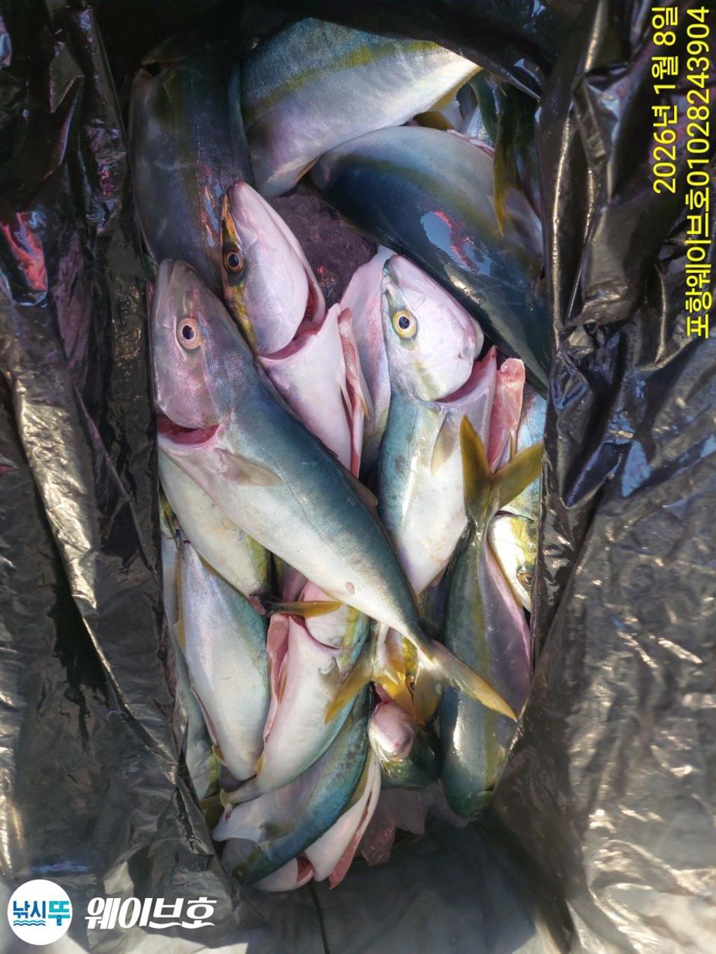 낚시뚜,방어,삼치,구룡포항,뉴웨이브호,낚시뚜3