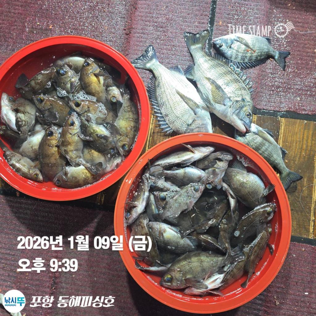 낚시뚜,감성돔,볼락,포항(운하관),포항 동해피싱호,낚시뚜5