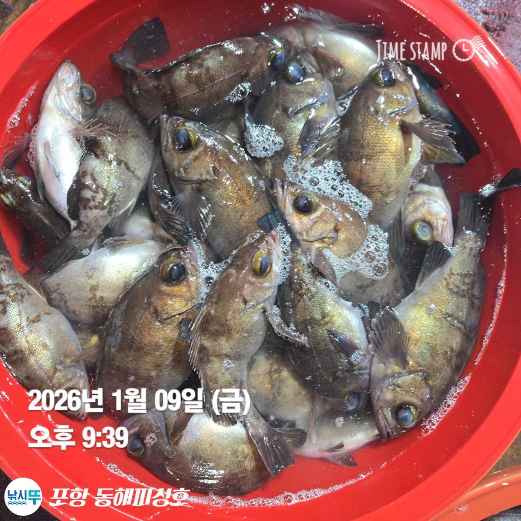 낚시뚜,감성돔,볼락,포항(운하관),포항 동해피싱호,낚시뚜4