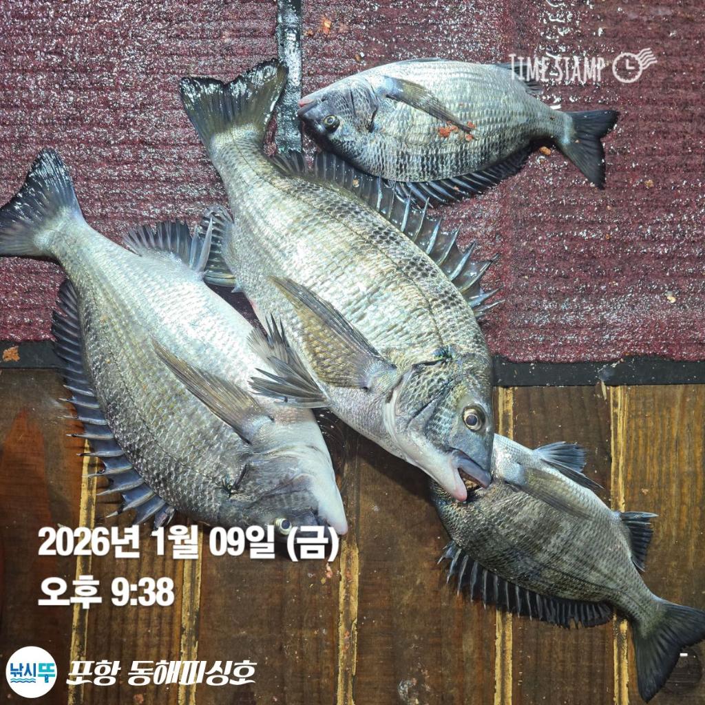 낚시뚜,감성돔,볼락,포항(운하관),포항 동해피싱호,낚시뚜2