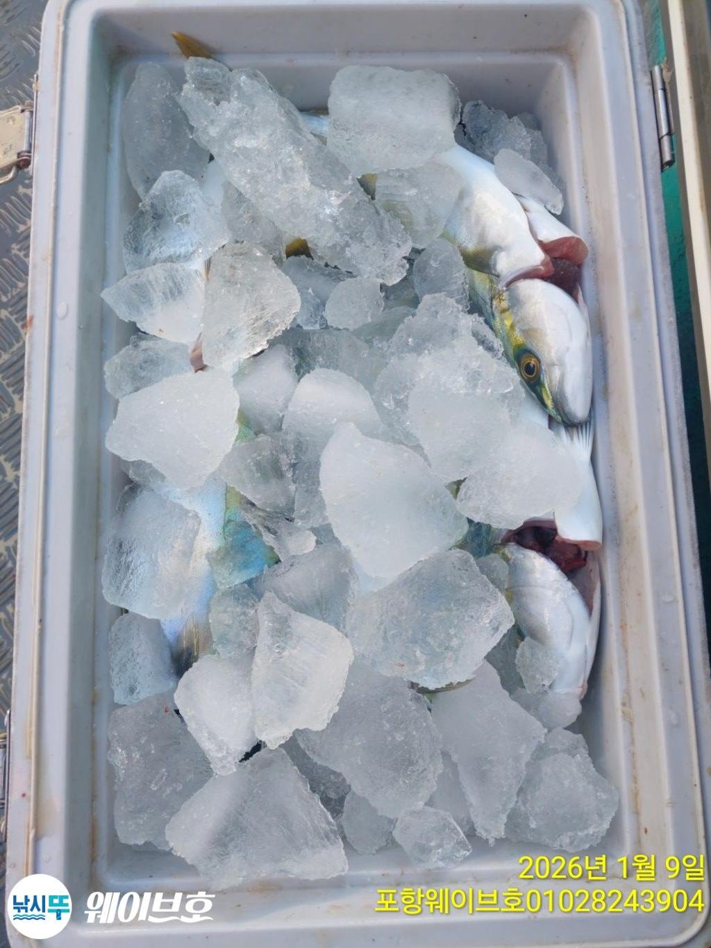 낚시뚜,방어,삼치,구룡포항,뉴웨이브호,낚시뚜14