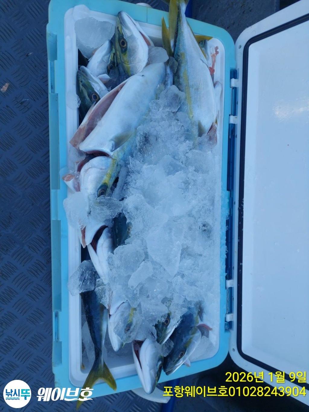 낚시뚜,방어,삼치,구룡포항,뉴웨이브호,낚시뚜13