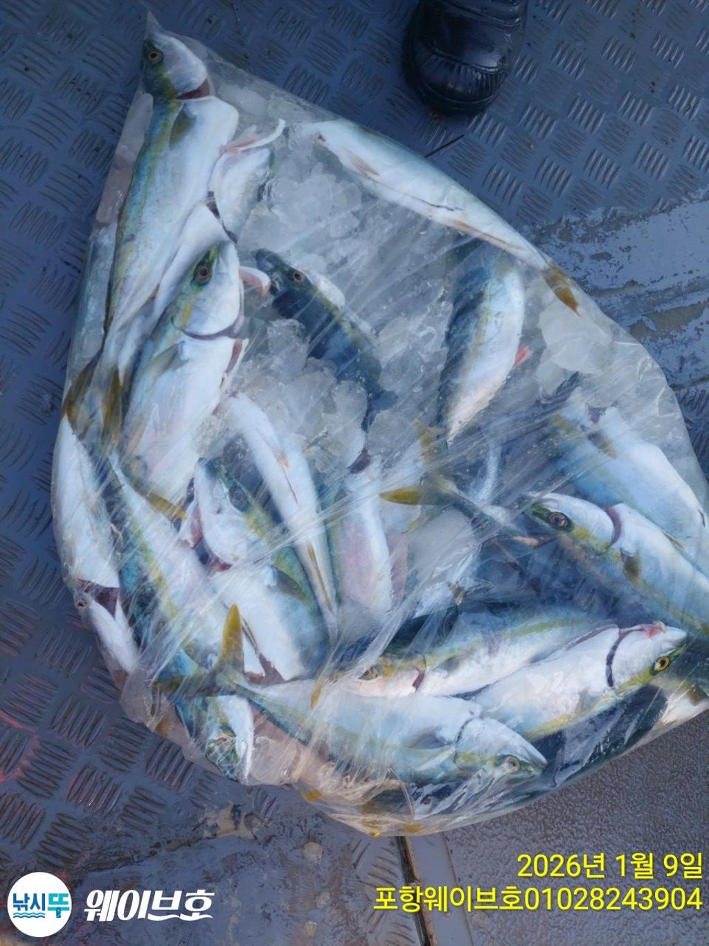 낚시뚜,방어,삼치,구룡포항,뉴웨이브호,낚시뚜12