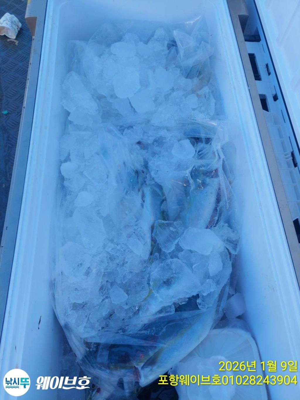 낚시뚜,방어,삼치,구룡포항,뉴웨이브호,낚시뚜10