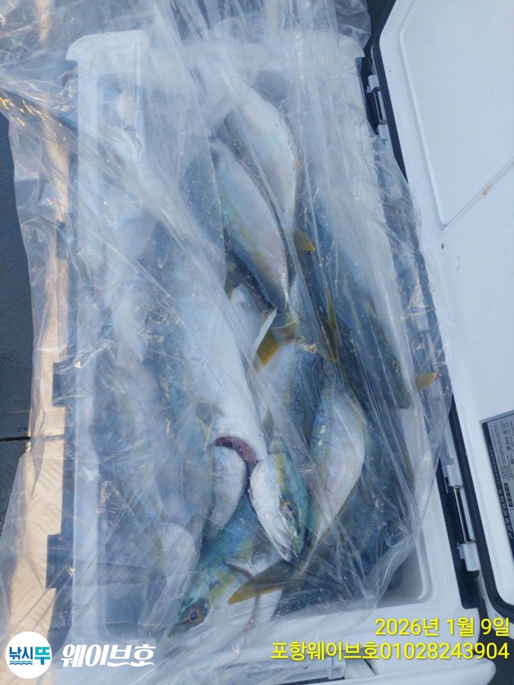 낚시뚜,방어,삼치,구룡포항,뉴웨이브호,낚시뚜9