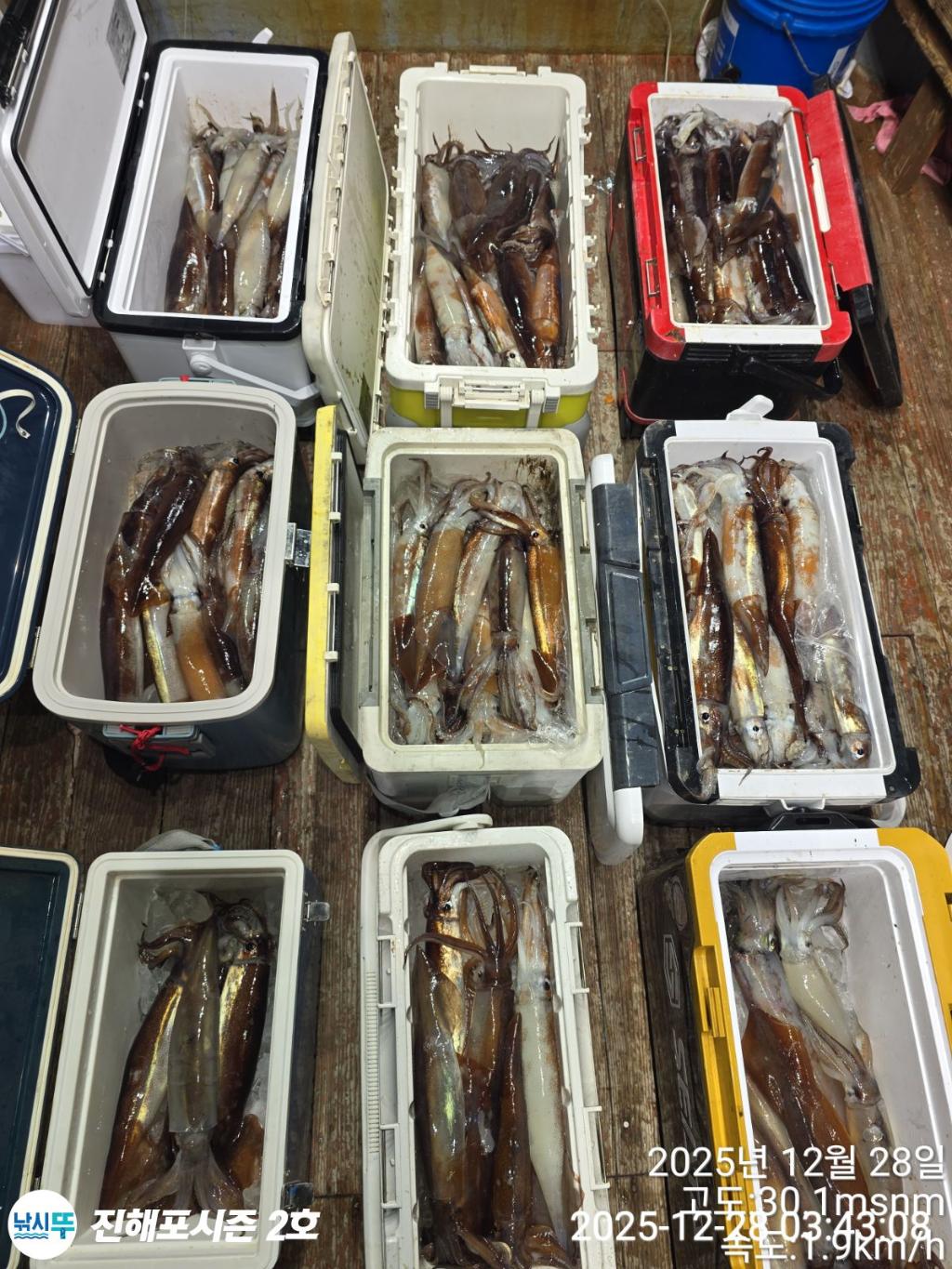 낚시뚜,오징어,진해행암항,진해포시즌 2호,낚시뚜1