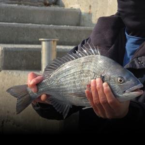 조황, 명성호 갯바위조황