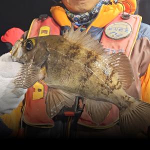 조황, 14현 상황>> 볼락&열기 사이즈 굿~!!!(목금 예약중)