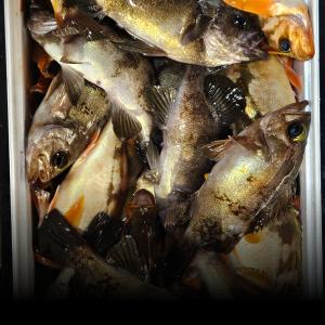 조황, 14조황>> 왕볼락&열기 대박 쿨러조황~(금토일 예약)