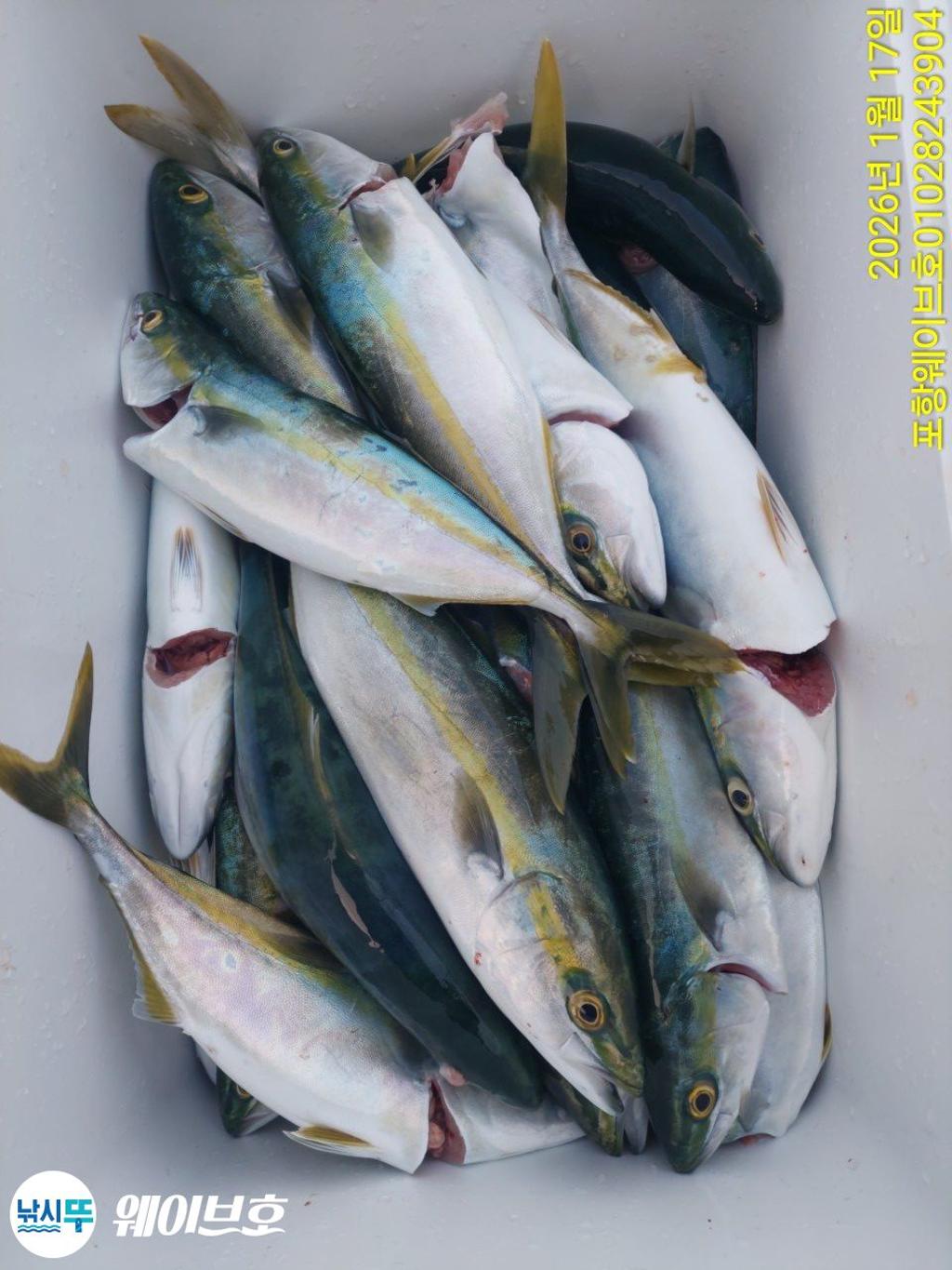 낚시뚜,방어,삼치,구룡포항,뉴웨이브호,낚시뚜25