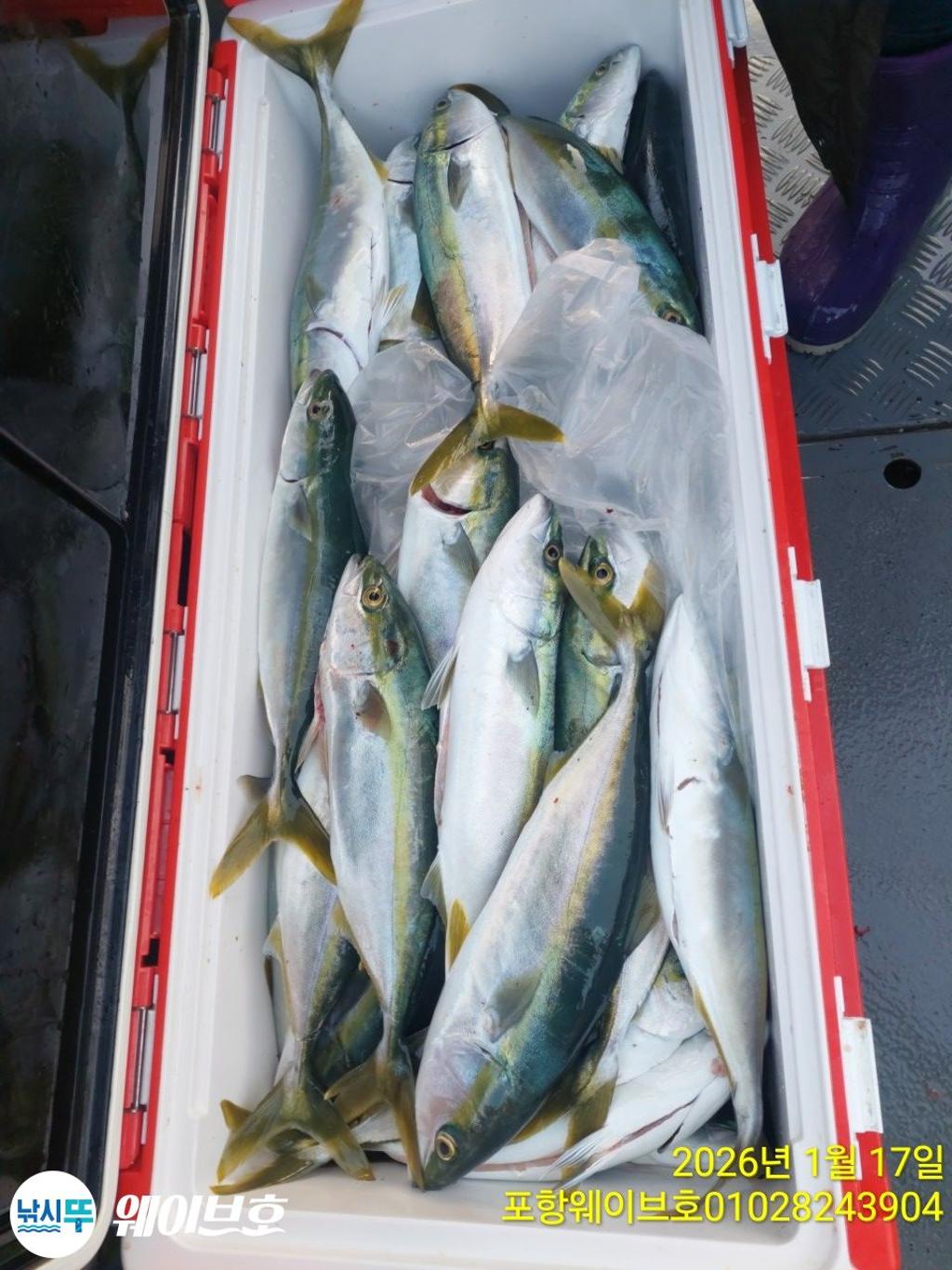 낚시뚜,방어,삼치,구룡포항,뉴웨이브호,낚시뚜24