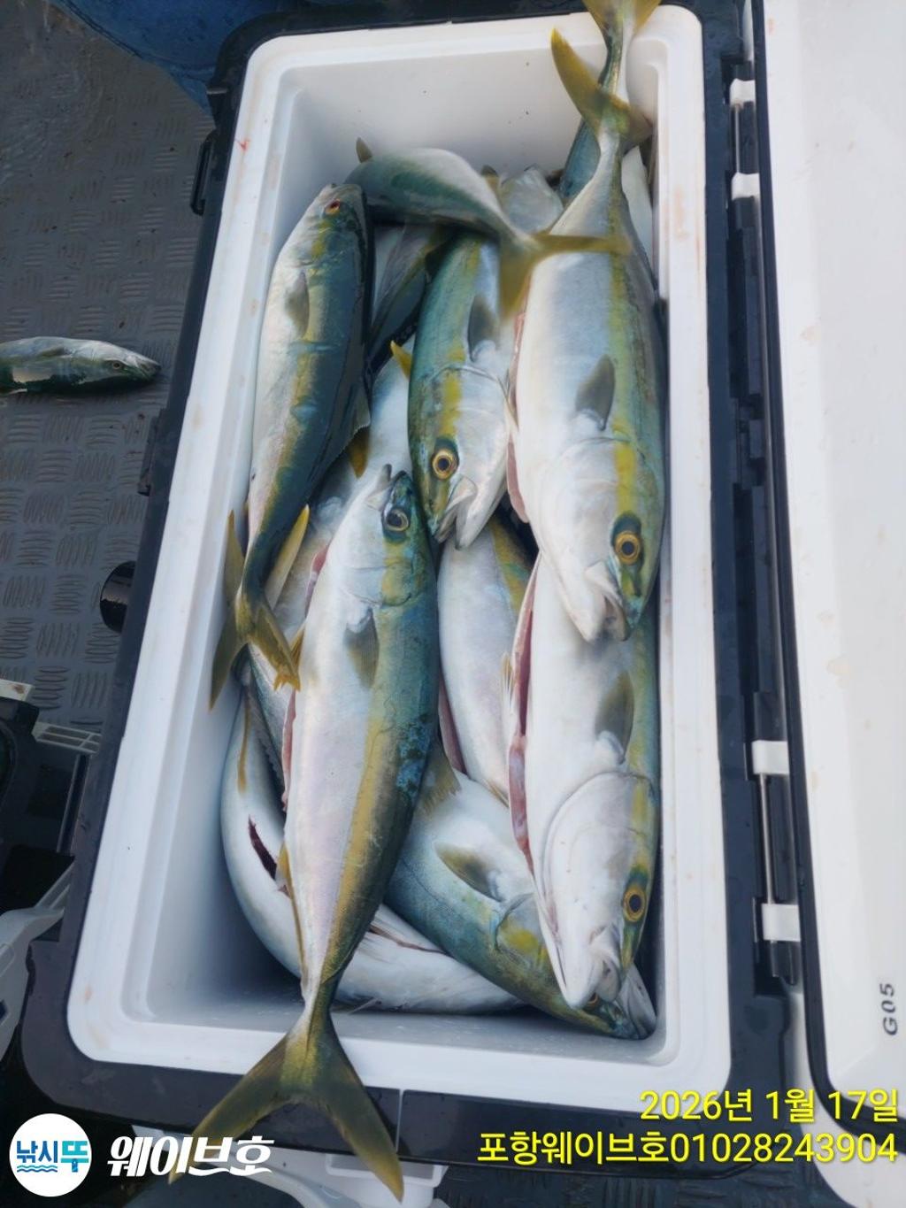 낚시뚜,방어,삼치,구룡포항,뉴웨이브호,낚시뚜23