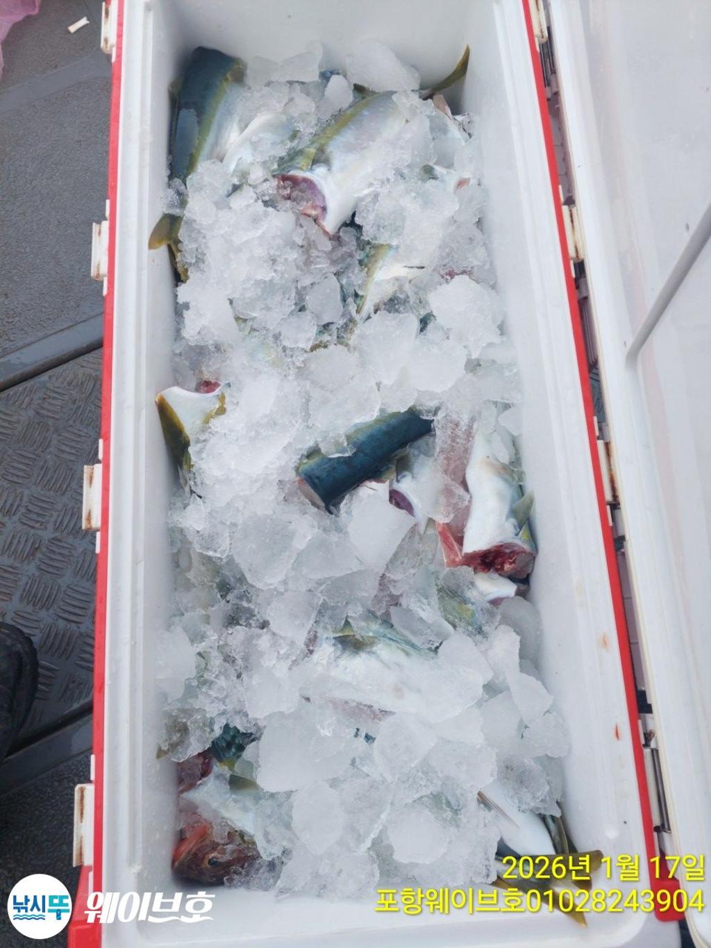 낚시뚜,방어,삼치,구룡포항,뉴웨이브호,낚시뚜22