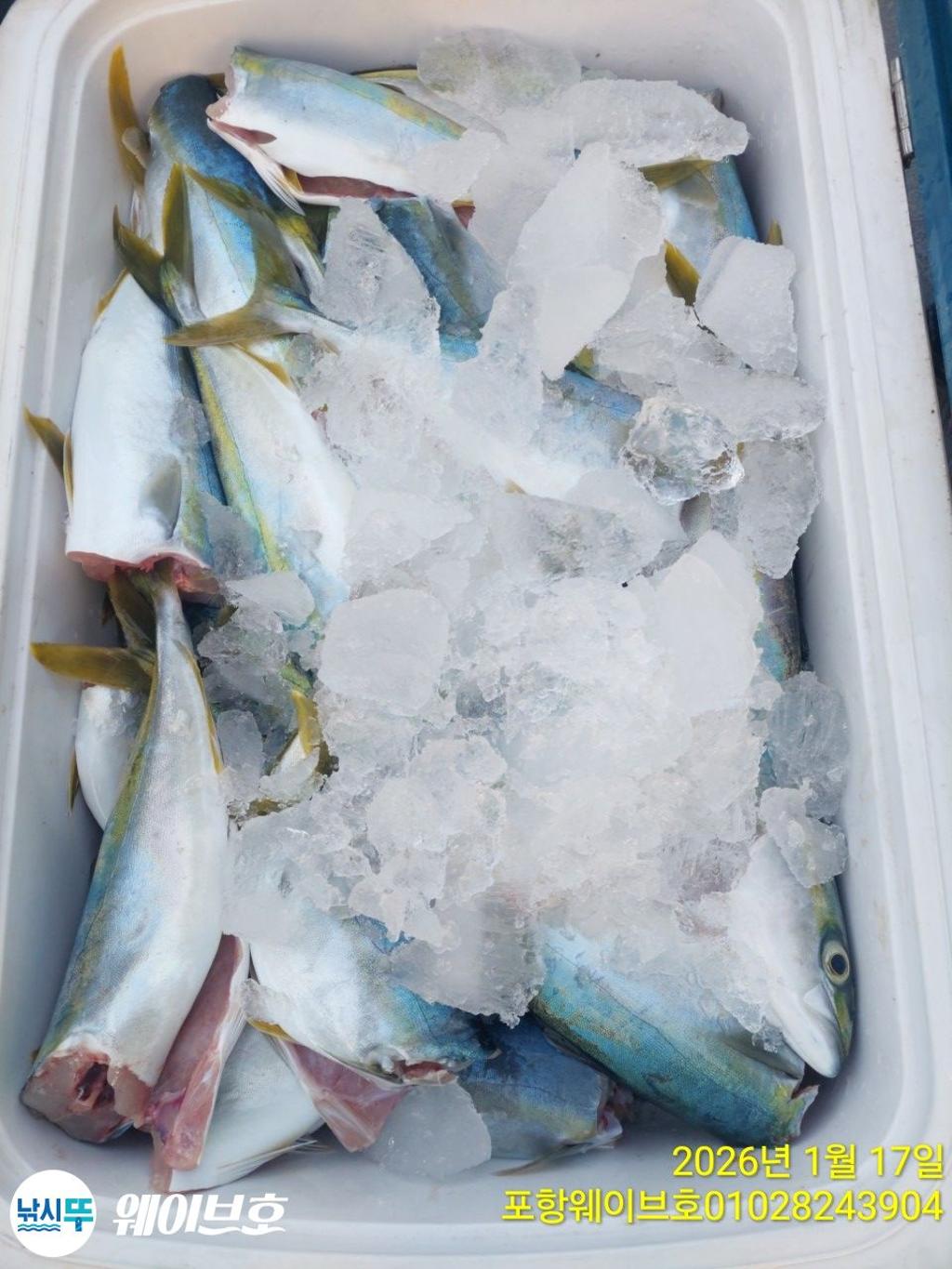 낚시뚜,방어,삼치,구룡포항,뉴웨이브호,낚시뚜21