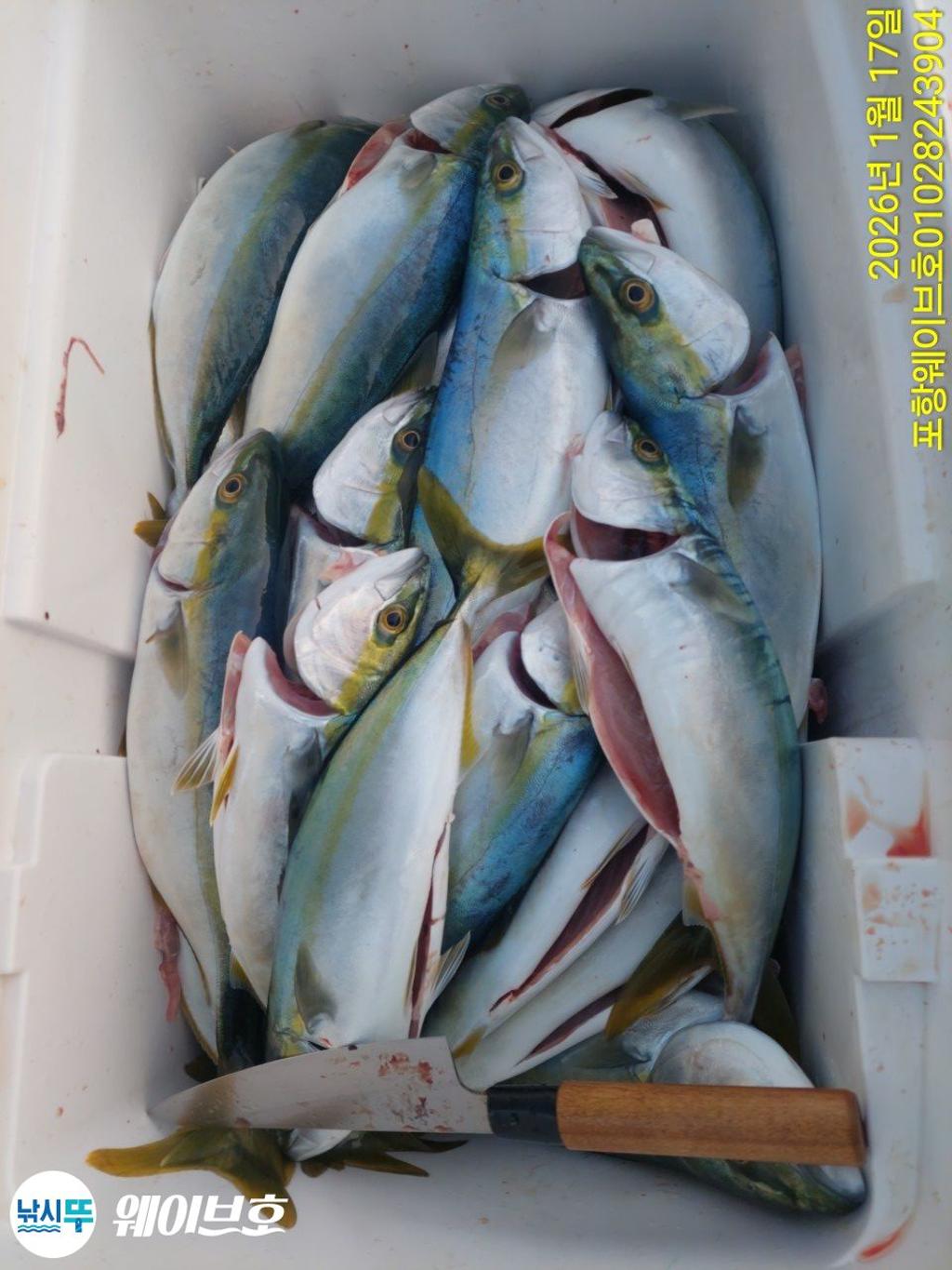 낚시뚜,방어,삼치,구룡포항,뉴웨이브호,낚시뚜20