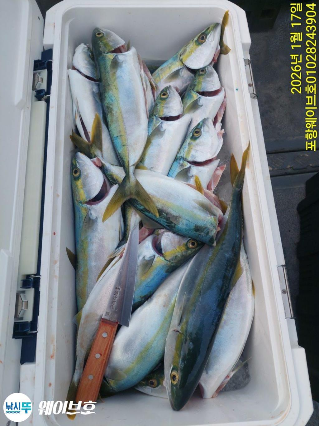 낚시뚜,방어,삼치,구룡포항,뉴웨이브호,낚시뚜19