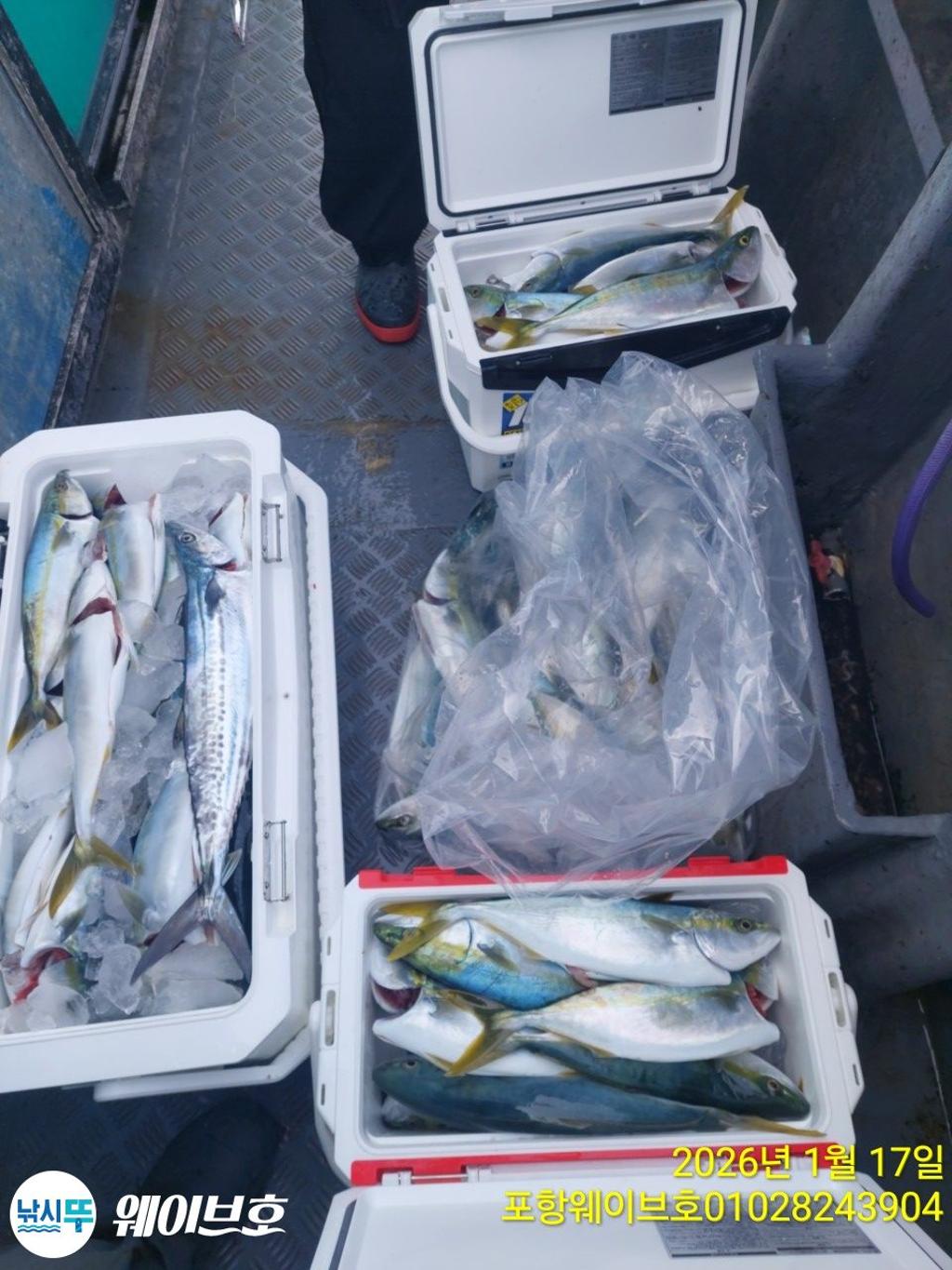 낚시뚜,방어,삼치,구룡포항,뉴웨이브호,낚시뚜17