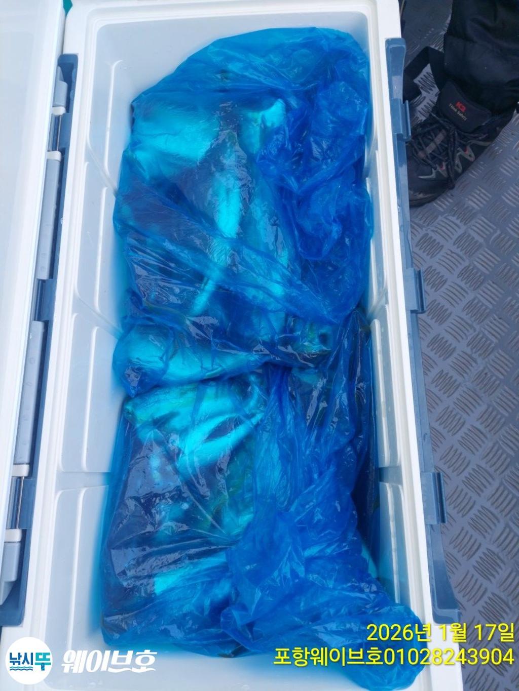 낚시뚜,방어,삼치,구룡포항,뉴웨이브호,낚시뚜16