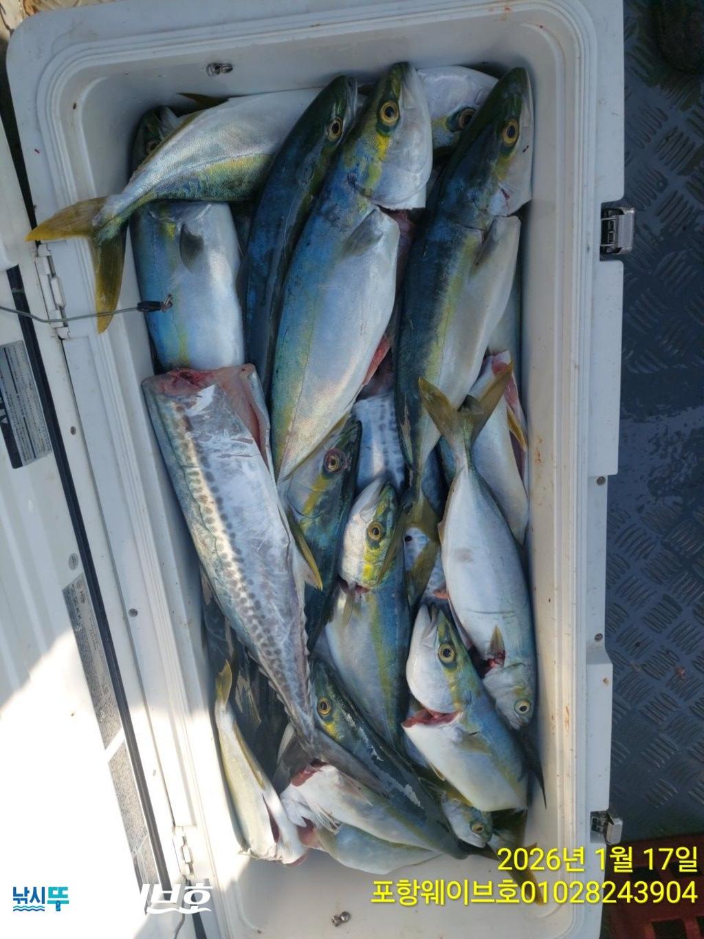 낚시뚜,방어,삼치,구룡포항,뉴웨이브호,낚시뚜15