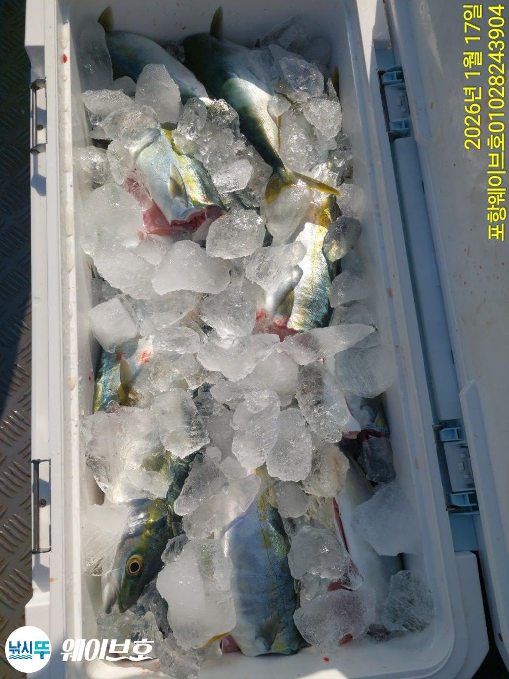 낚시뚜,방어,삼치,구룡포항,뉴웨이브호,낚시뚜13