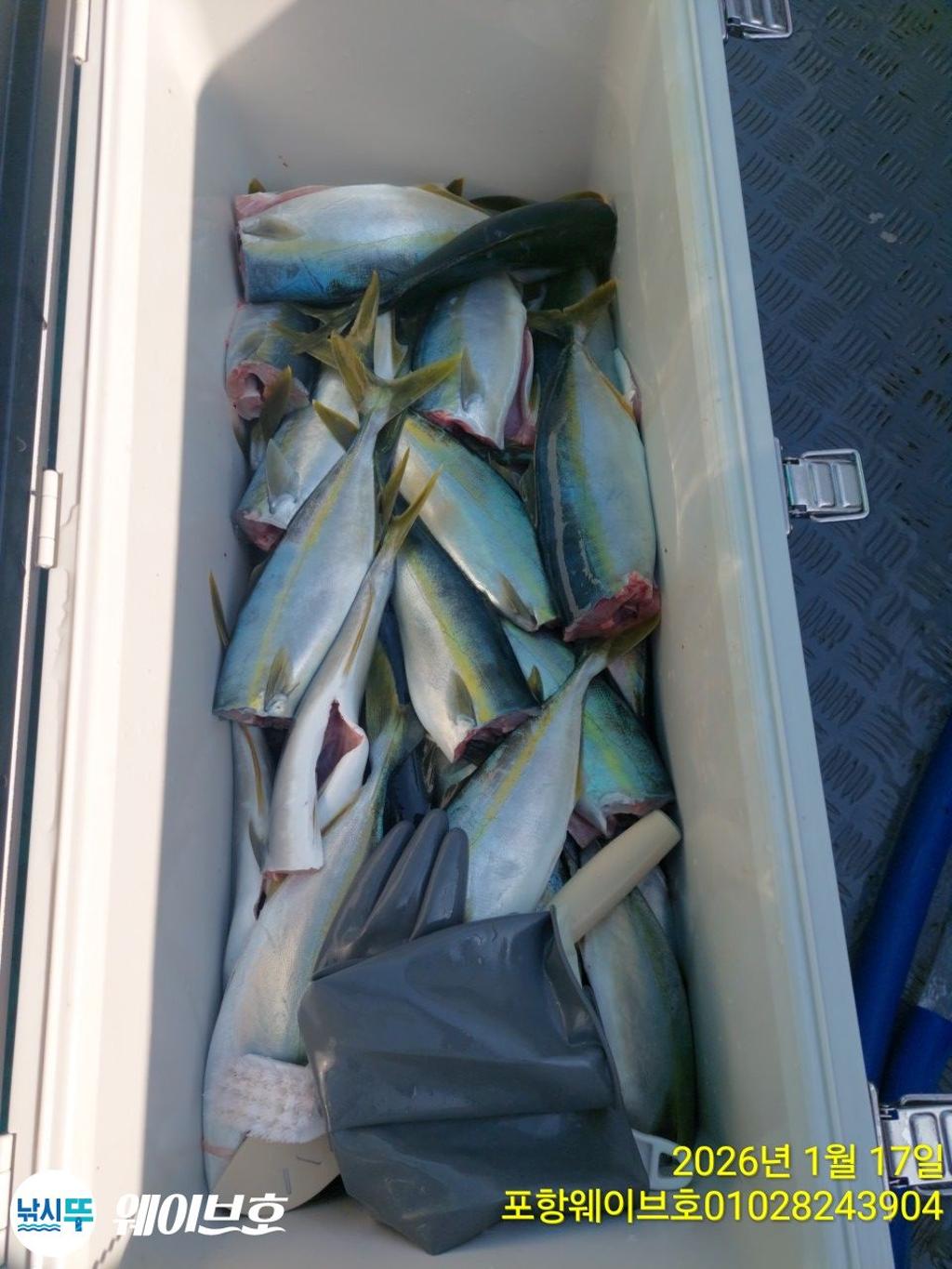 낚시뚜,방어,삼치,구룡포항,뉴웨이브호,낚시뚜11