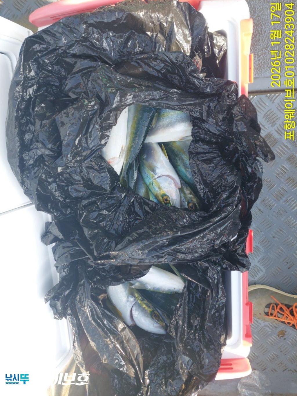 낚시뚜,방어,삼치,구룡포항,뉴웨이브호,낚시뚜10