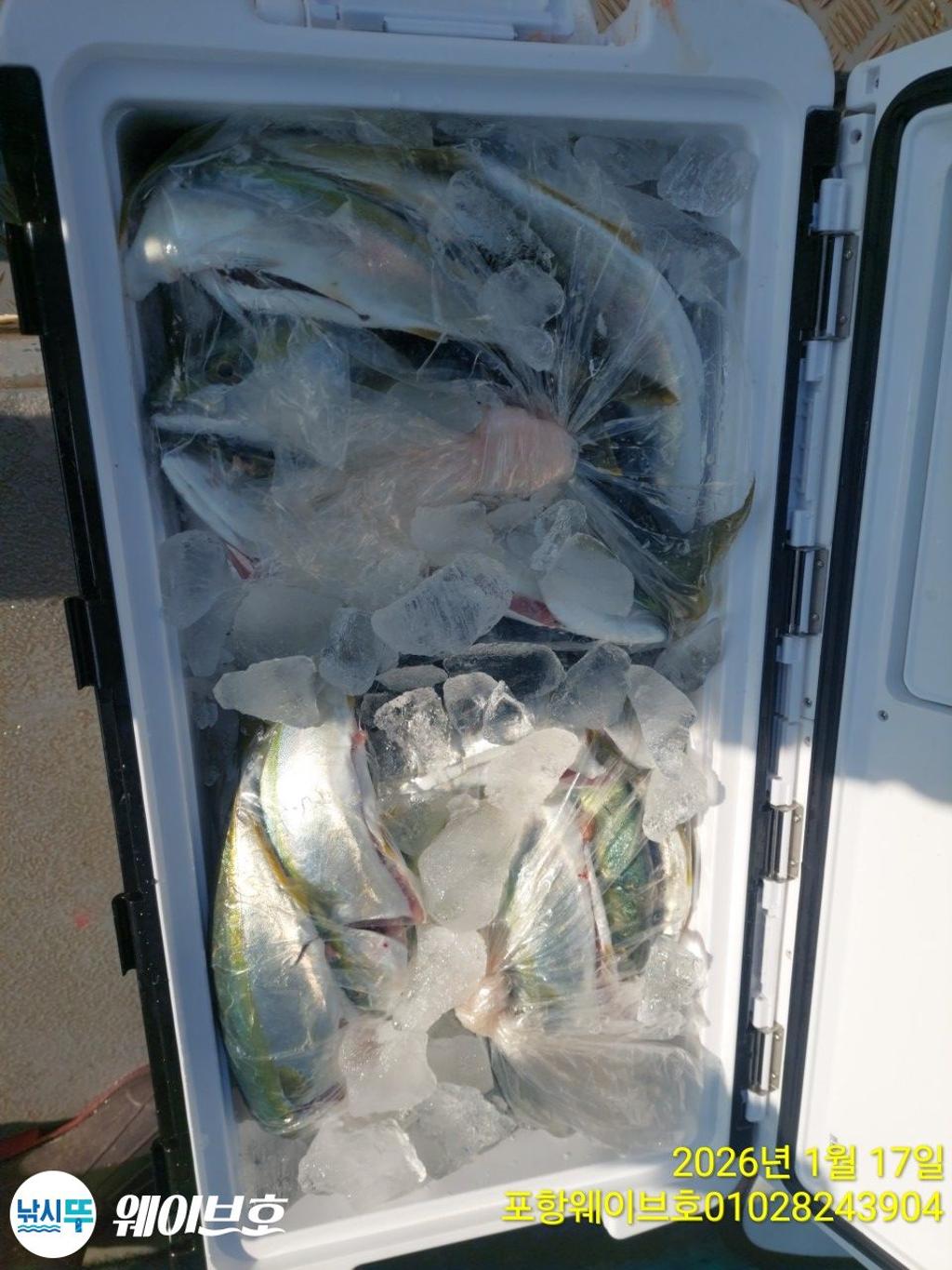 낚시뚜,방어,삼치,구룡포항,뉴웨이브호,낚시뚜7